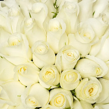 Bouquet of 50 White Roses